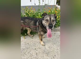 Medo ❤️ so gutmütig, liebevoll + sozial!