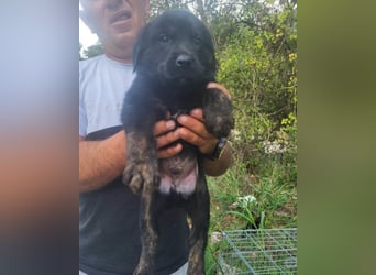 Notfellchen SHADOW❤️in 69198 Schriesheim, dringend Not-PS oder Für-Immer-Zuhause gesucht