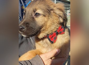 Schüchterne Crissi - braucht Liebe und Halt