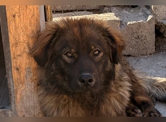 Bub ♥Bertie♥ lieber, fröhlicher Jungrüde