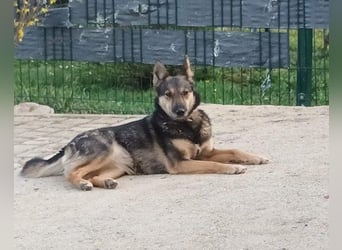 Fibi - eine sanfte Fellnase mit Charakter