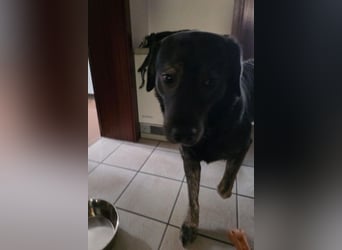 Notfellchen SHADOW❤️in 69198 Schriesheim, dringend Not-PS oder Für-Immer-Zuhause gesucht