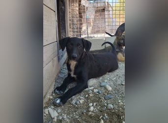 Herziges Welpenmädl Ava ❤️ so lieb, neugierig & verspielt!