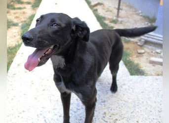 Xena - lebensfrohe, aktive, liebe Hündin