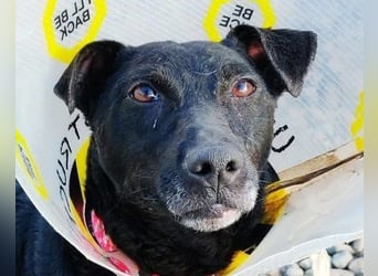 Hana - wundervolle, liebe Zuckerschnute mit einem kleinen Tick