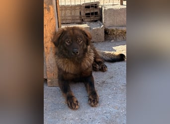 Bub ♥Bertie♥ lieber, fröhlicher Jungrüde