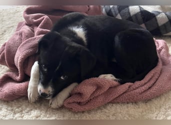 Welpe LENNI❤️kleiner Entdecker sucht sein großes Glück!