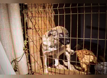 COCO❤️verspielt, sanft und voller Vertrauen: ein Herz für Groß und Klein!