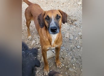 Sanfter Rüde ♥Amigo♥ erwartet dich bereits in 74749 Rosenberg