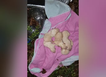 Welpin ♥Tina♥ hofft nun darauf ihre lieben & treuen Menschen zu finden