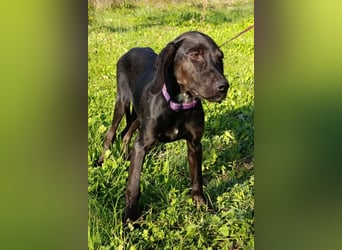 Luna ❤️ fröhliches, aktives Hundemädchen