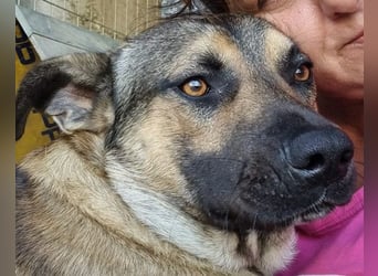 Good-Boy LINO❤️zutraulich, sozial & aufgeschlossen