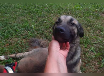 GoodBoy ♥Buddy♥ sucht seinen treuen Buddy auf 2 Beinen