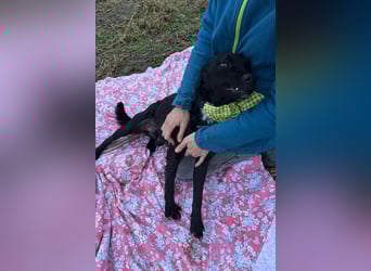 Sokol ❤️ verschmuster, verspielter Schatz