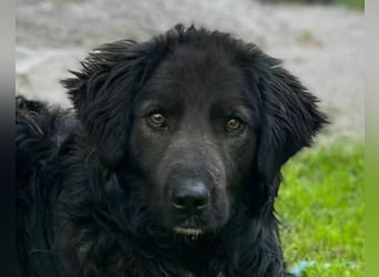 BIMBO❤️freundlicher, ruhiger Fellschnuffel - liebt einfach alles und jeden um sich herum