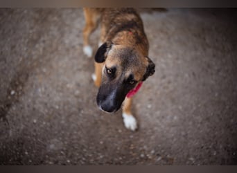 Liebste Lisa - die pure Lebensfreude auf 4 Pfoten