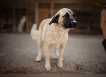 Sofia ♥️ liebe und aktive HSH-Mix-Junghündin