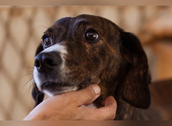 Lieber Baileys ❤️ hübscher, sensibler Bub!