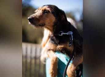 RICARDA❤️sanfte Terrier-Dame mit großem Herz sucht liebevolles Zuhause