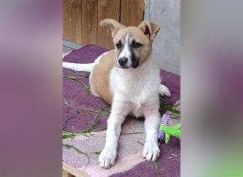 Ella ❤️ super liebes, junges Hundemädchen