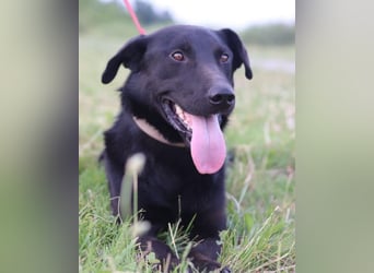 Blacky Aron ♥️ so verschmuster & verspielter Rüde