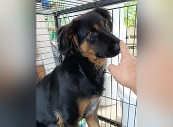 Kleine, schüchterne Vaiana = sucht Liebe und Treue