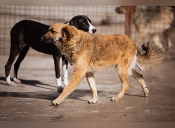 Ben ❤️ schmusiger, schüchterner Hundebub