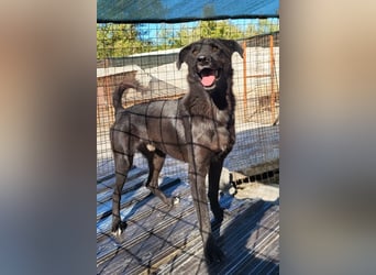 SHADOW❤️freundlicher, sanfter, treuer Familienhund