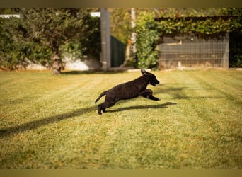 Sienna süße junge Schäfi-Mix-Schnute