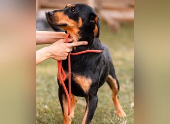 Lieber, aufgeschlossener Bliss ❤️ sucht sein neues Zuhause