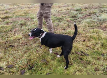 Betty ❤️ verschmuste & anhängliche Hundedame