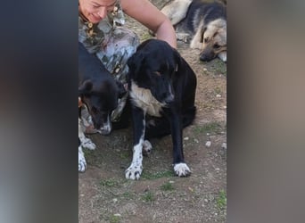 Liebster ♥ Yuri ♥ ein liebenswerter sozialer toller Rüde und Fellkumpel