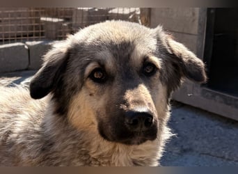 Suki ❤️ Süßes + liebes Hundemädchen!