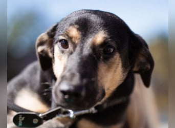 Terrier-Mix LISA❤️sanft, freundlich, lieb und sehr menschenbezogen