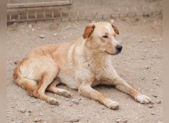 Bob wartet sehnsüchtig auf deine Anfrage