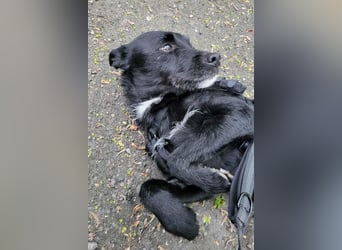 LEMMY❤️in 21075 Hamburg: ein harmonischer, treuer Begleiter sucht sein Happy End