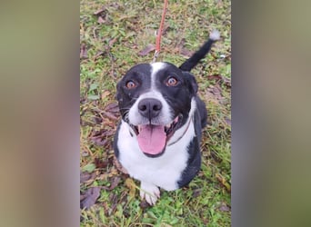 Betty ❤️ verschmuste & anhängliche Hundedame