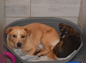 Kika & Max ❤️ gemeinsames Zuhause gesucht