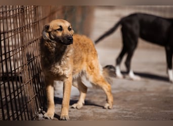 Ben ❤️ schmusiger, schüchterner Hundebub