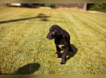 Junger Cosmo - charmanter Schäfi-Mix-Bub