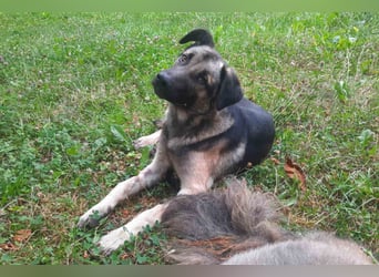 GoodBoy ♥Buddy♥ sucht seinen treuen Buddy auf 2 Beinen