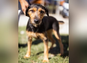 RICARDA❤️sanfte Terrier-Dame mit großem Herz sucht liebevolles Zuhause
