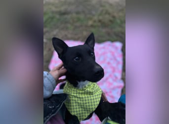 Sokol ❤️ verschmuster, verspielter Schatz