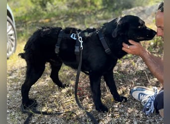 Bruce ❤️ Sanftmütig, loyal, verschmust!
