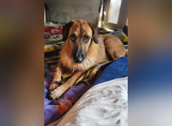 Sanfter ♥ Oscar ♥ wartet schon in 74749 Rosenberg