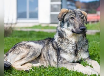 Mili-HSH-Rüde: braucht Liebe & Vertrauen