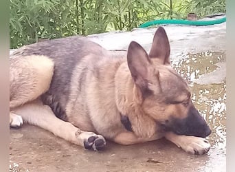 Liebevolles Fellnäschen Bebo -  liebt jeden, ob Mensch, Hund oder Katze