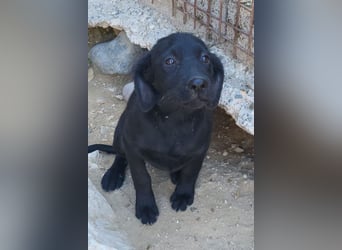 Knutschkugel GRACIE❤️zauberhaftes Fellschnute sucht ihr Zuhause fürs Leben