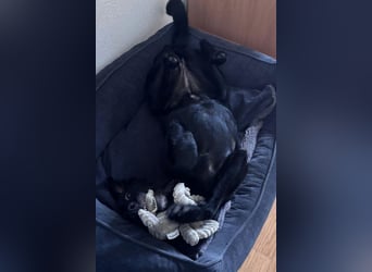 Ebony ❤️ wartet in 51469 Bergisch Gladbach auf dich