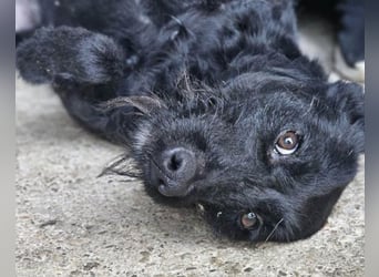 Traumhündin Ebony ❤️ verträglich, lieb, offen!